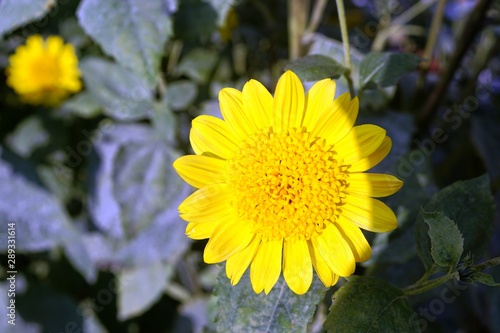 yellow flower of a dandelion on green background