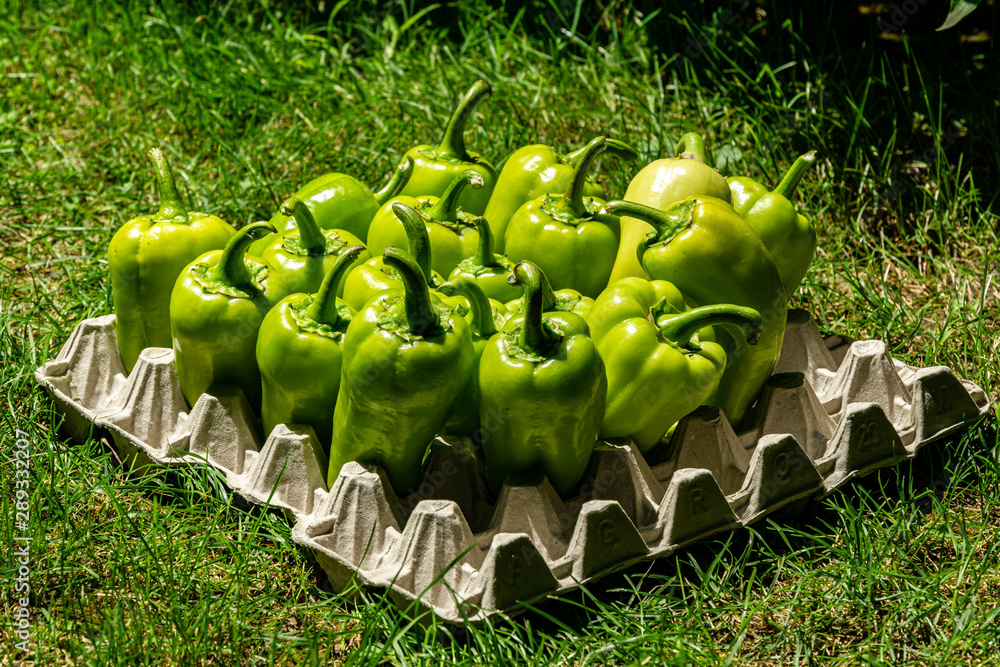 Life hack. Bell pepper pods are laid in egg cage. Cage for transporting and storing eggs is used