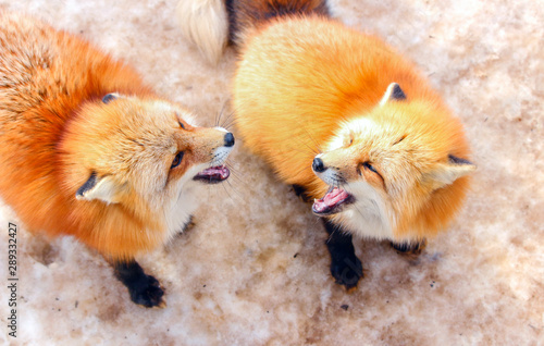 Photography cute red fox in winter snow
