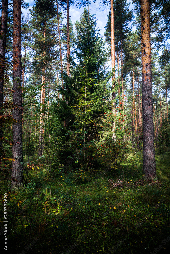 Fototapeta premium beautiful forest on a warm autumn evening