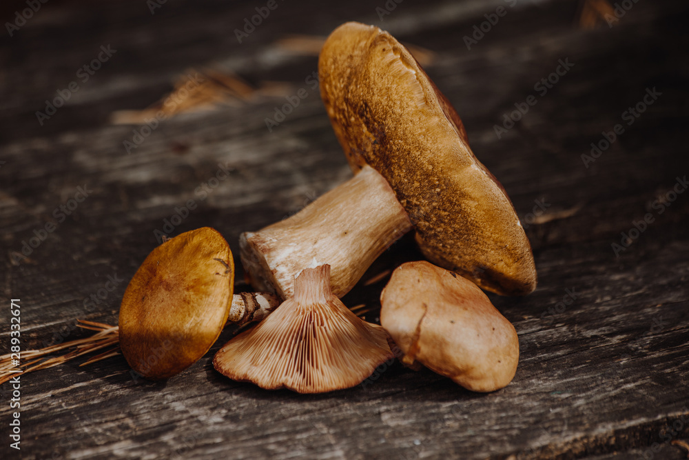 freshly picked mushrooms lie on the table freshly picked mushrooms lie on the table