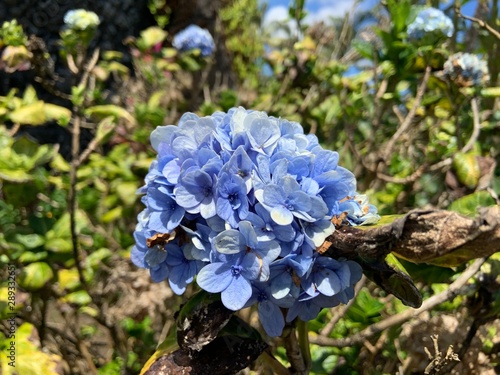 blue flowers in garden