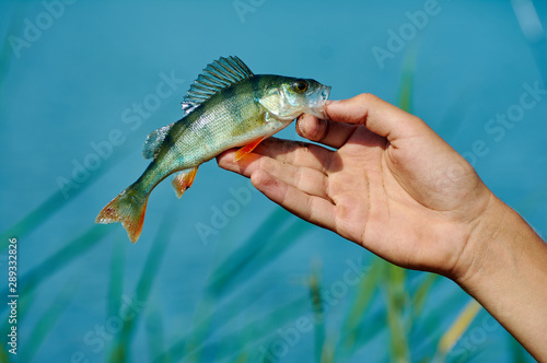 A freshwater small perch in the hand of a fisherman. Spinning, sport fishing. The concept of outdoor activities.
