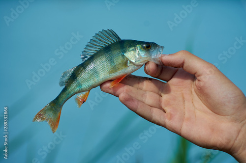 Fototapeta Naklejka Na Ścianę i Meble -  A freshwater small  perch in the hand of a fisherman. Spinning, sport fishing.  The concept of outdoor activities.