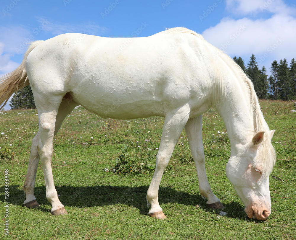Obraz premium white albino horse white grazing in mountain