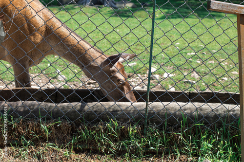 cute brown deers behind the fence in zoo