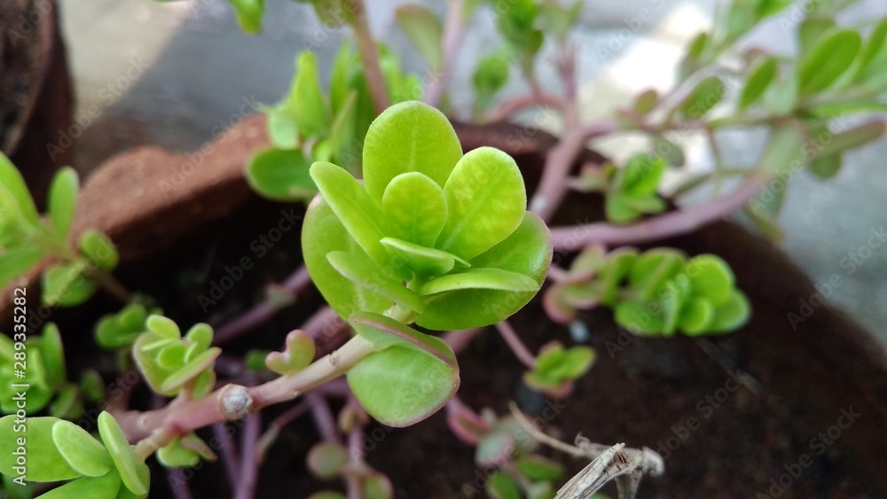 young plant in the garden young plant in the garden