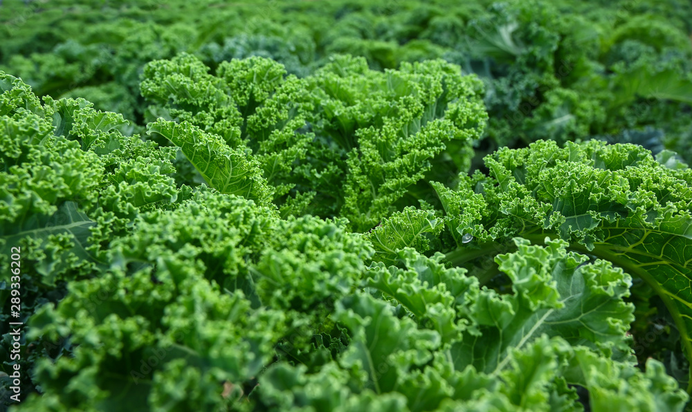 Kohl Grünkohl gesund - typisches Wintergemüse - Gemüse anbau Bio. Kohl Grünkohl gesund - typisches Wintergemüse - Gemüse anbau Bio.