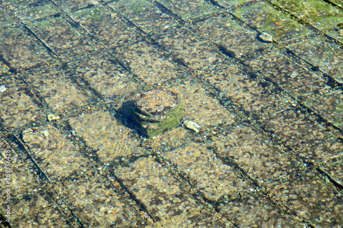 Monastery Pool, Santo Domingo de Silos; Burgos photo