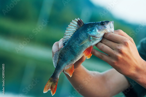 Caught trophy fish perch in the hand of a fisherman. Spinning sport fishing. Catch & release. The concept of outdoor activities.