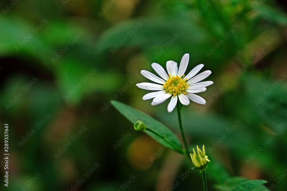 Beautiful White Cutter Flower with blurred green leaves background. Beautiful White Cutter Flower with blurred green leaves background.