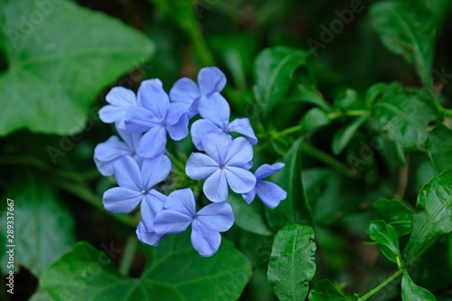 Beautiful Cape Leadwort, White Plumbago, Sky Flower with green leaves background.