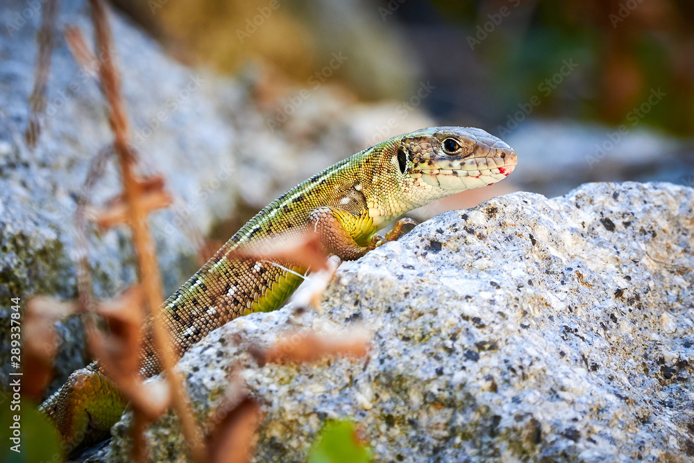 Meadow lizard ( Darevskia pontica ) sitting on a rock Meadow lizard ( Darevskia pontica ) sitting on a rock