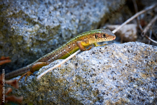 Meadow lizard ( Darevskia pontica ) sitting on a rock © Adrian 