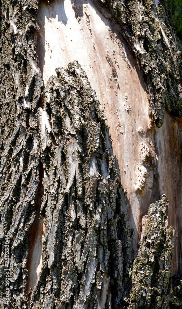 Naklejka premium bark of a tree