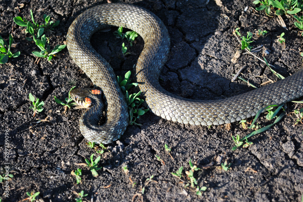 Obraz premium The grass snake (Natrix natrix, ringed snake, water snake) crawling on dry ground, top view