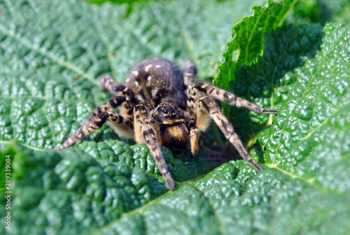 Lycosa (Lycosa singoriensis, wolf spiders) looking straight on green leaf