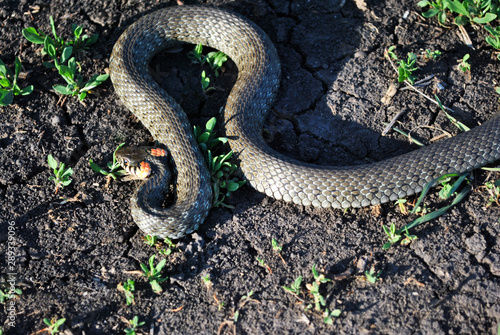 The grass snake (Natrix natrix, ringed snake, water snake) crawling on dry ground, top view