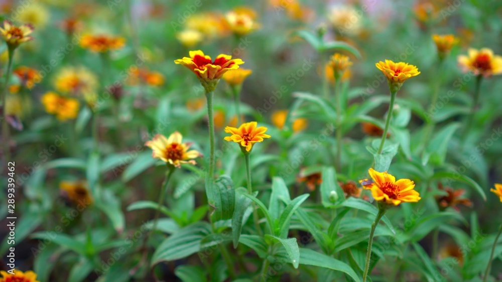 Obraz premium Yellow flowers with green leaves growing in the park.