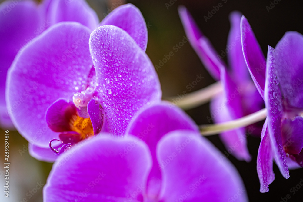Orchid flower with drops closeup Orchid flower with drops closeup