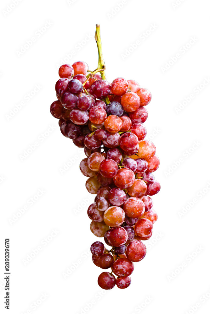 nature Red grapes on a white background nature Red grapes on a white background