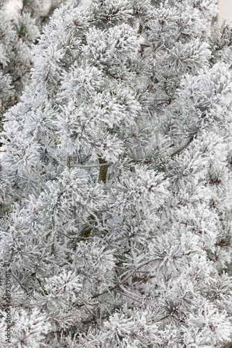 Tree branches covered in hoarforst snow