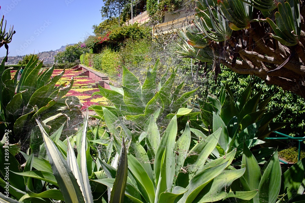 Obraz premium A big spider web on a succulent plant in the botanical garden (Funchal, Madeira, Portugal)