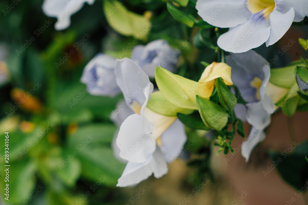 close up shot of morning glory flower close up shot of morning glory flower