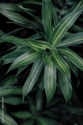 Dracaena deremensis (Lemon Surprise) (Lemon Surprise Dracaena) photo