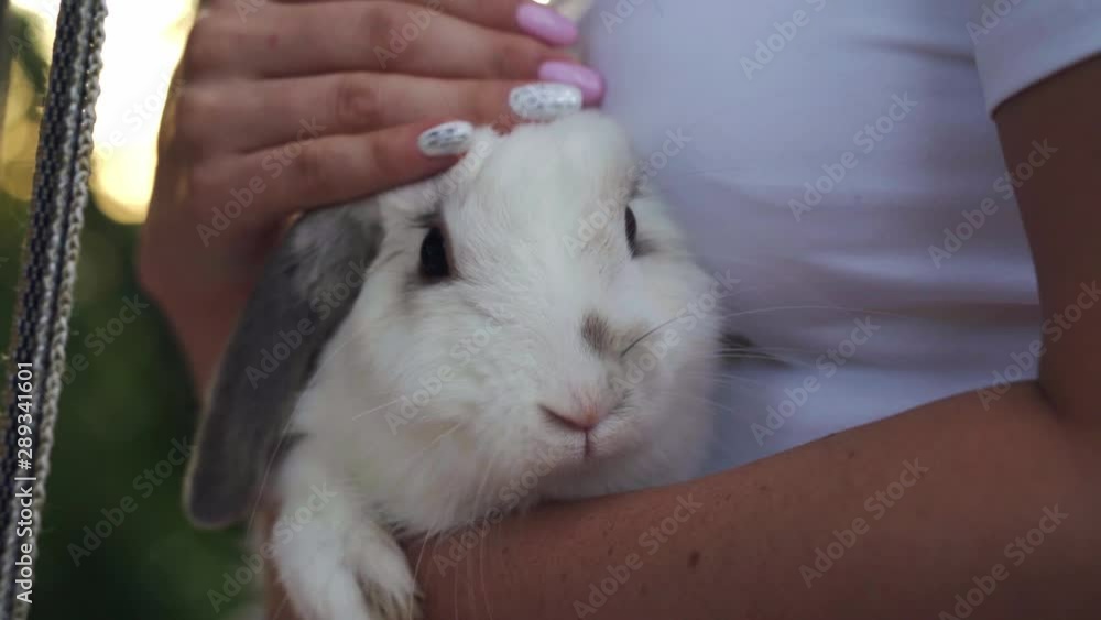 A woman with a beautiful manicure touches the head of a cute rabbit. Girl stroking a rabbit close-up .. A woman with a beautiful manicure touches the head of a cute rabbit. Girl stroking a rabbit close-up ..