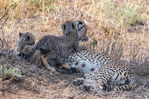 Cheeta with her two babies in the savannah, Serengeti reserve in Tanzania, cute animals