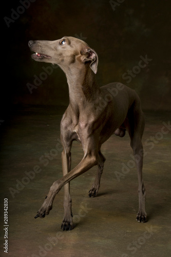 Italian greyhound  funny dog