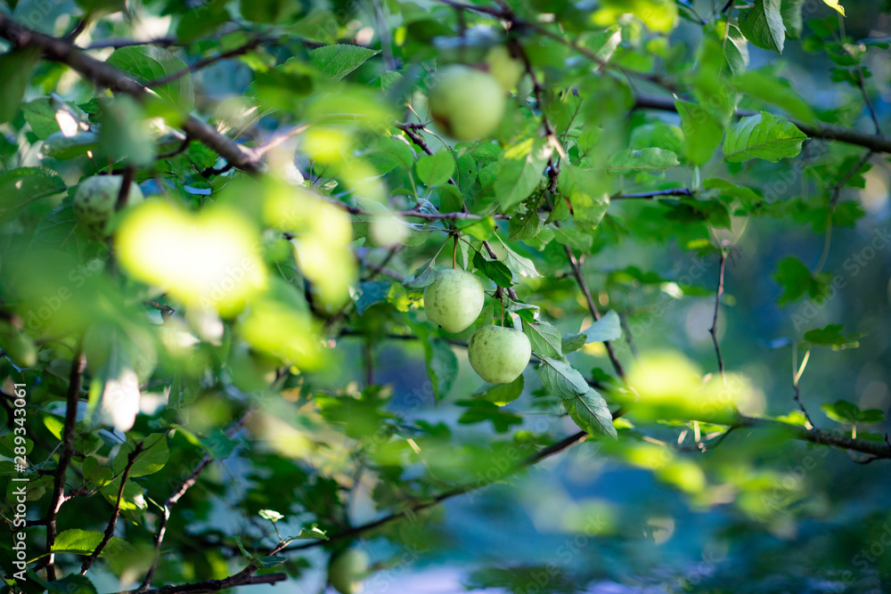 Zielone jabłko na drzewie - dzikie jabłko