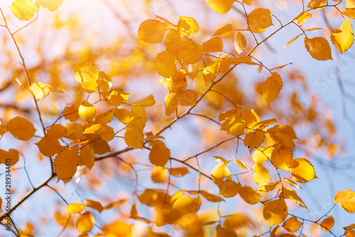 Golden, yellow leaves under sunbeams from the blue sky. Autumn background.