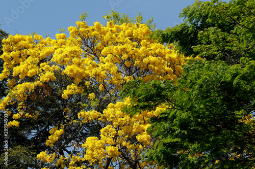 Bloom detail yellow ipe with blue sky