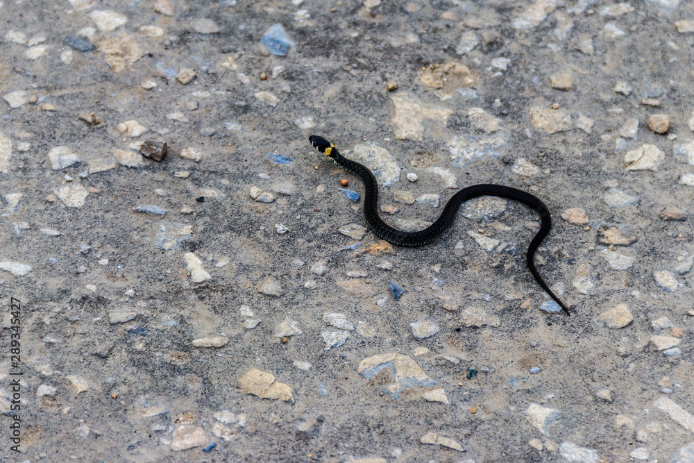 Small Grass Snake (Natrix Natrix) on asphalt road Small Grass Snake (Natrix Natrix) on asphalt road