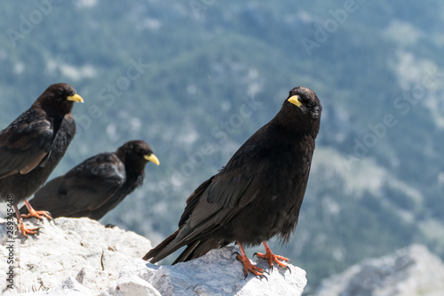 black bird on mountains on stone