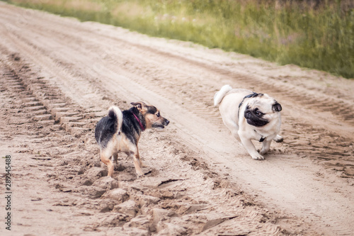 two dogs playing in the park