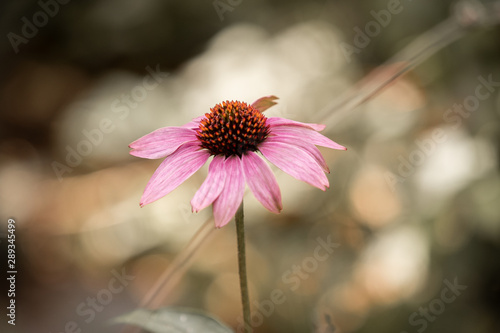 pink flower