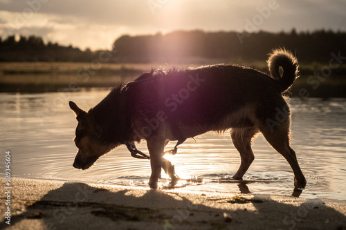 dog