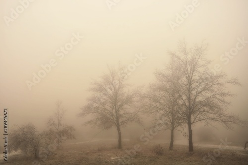 Mysterious winter foggy landscape