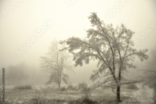 Mysterious winter foggy landscape