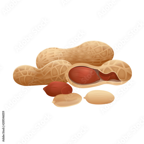 Peanuts in shell on a white background.  Vector illustration.