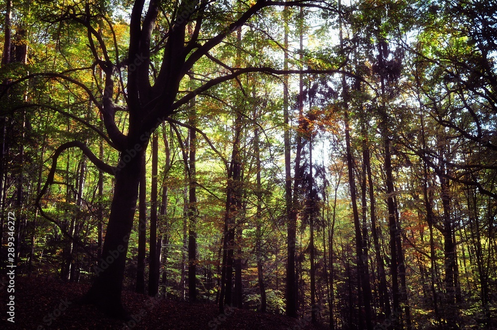 Creepy broad leaf trees forest at autumn / fall daylight Creepy broad leaf trees forest at autumn / fall daylight