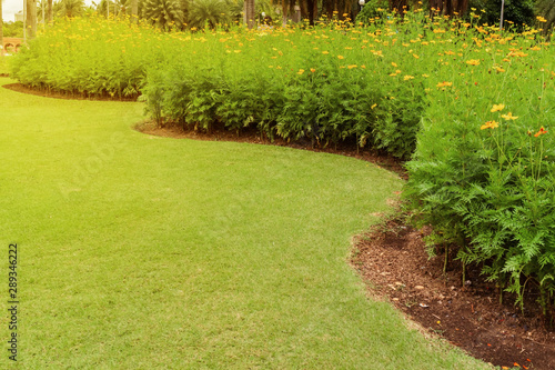 Green lawn, The front lawn for background, Garden landscape design, Yellow flowers in a beautifully designed garden, path in the park