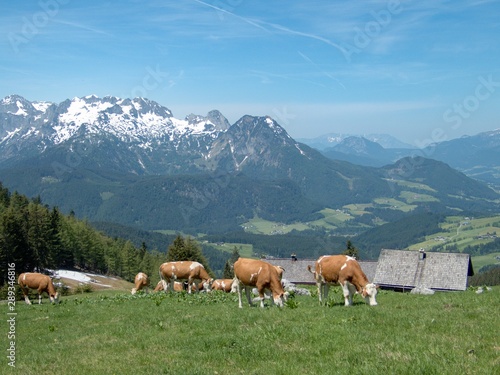 cows on an alpine meadow