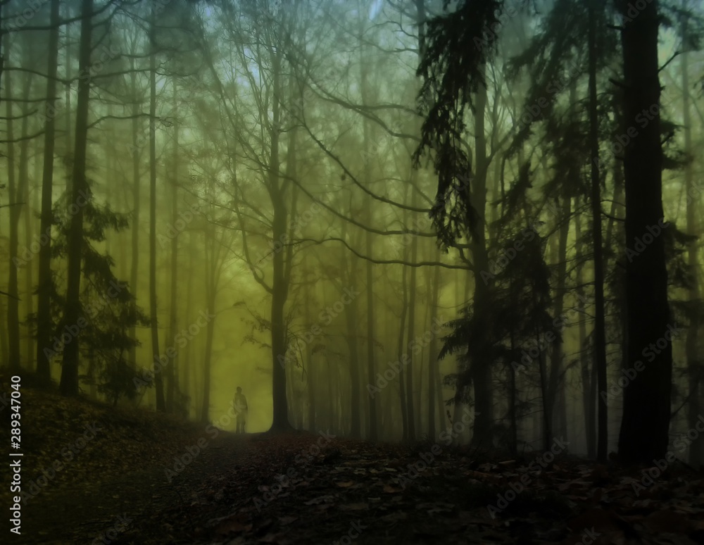 Dark creepy foggy forest