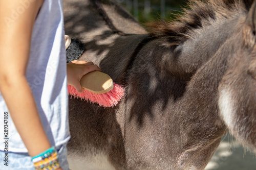 young girl brushing a donkey