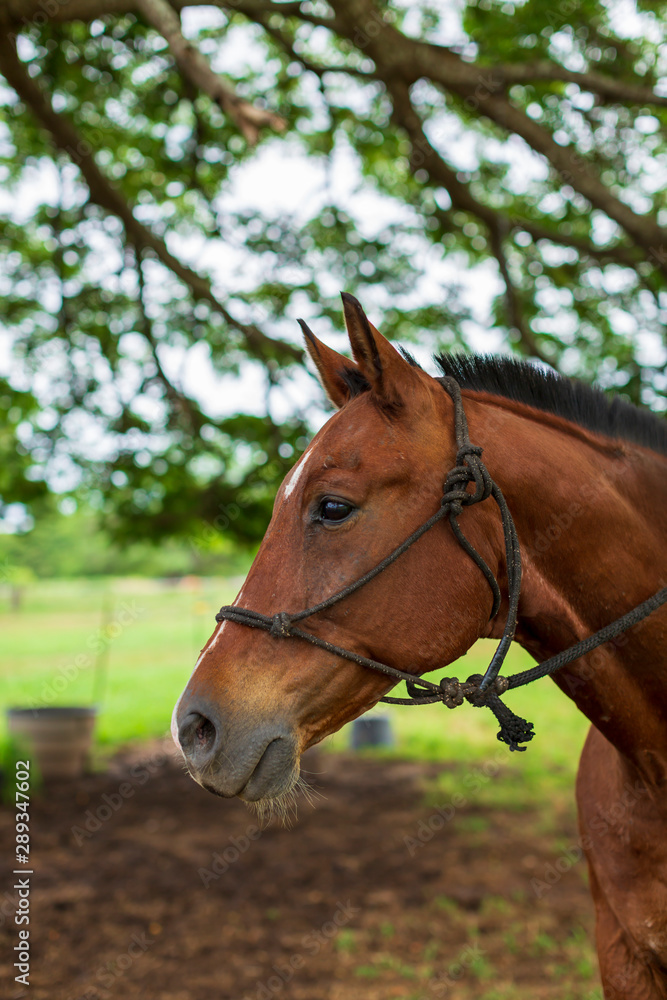 portrait of a horse on a ranch in Hawaii portrait of a horse on a ranch in Hawaii