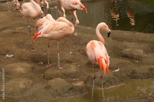 American Flamingo